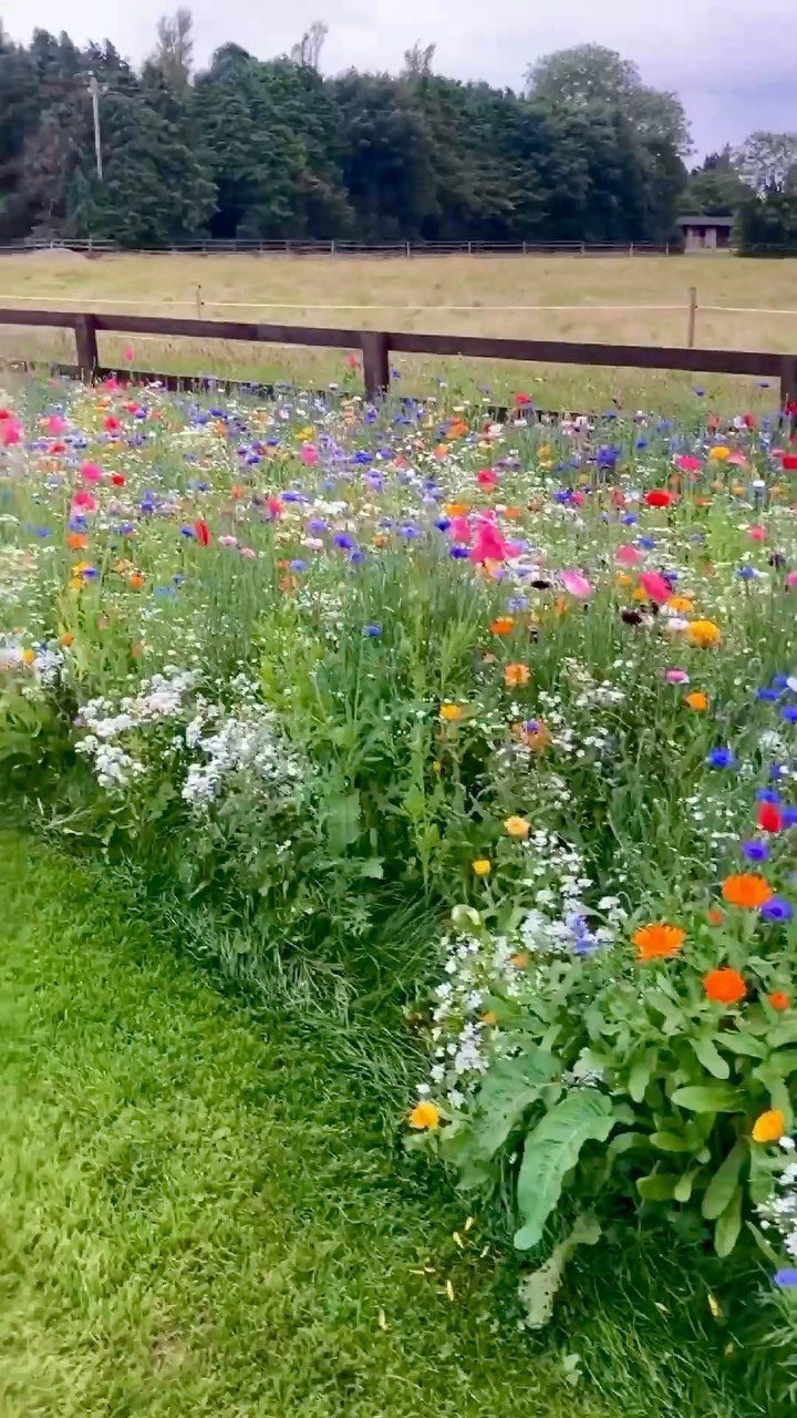 23 Backyard DIY Ideas for a Patio, Garden and Fire Pit 16 Colorful wildflower meadow blooming along a green lawn beside a wooden fence.