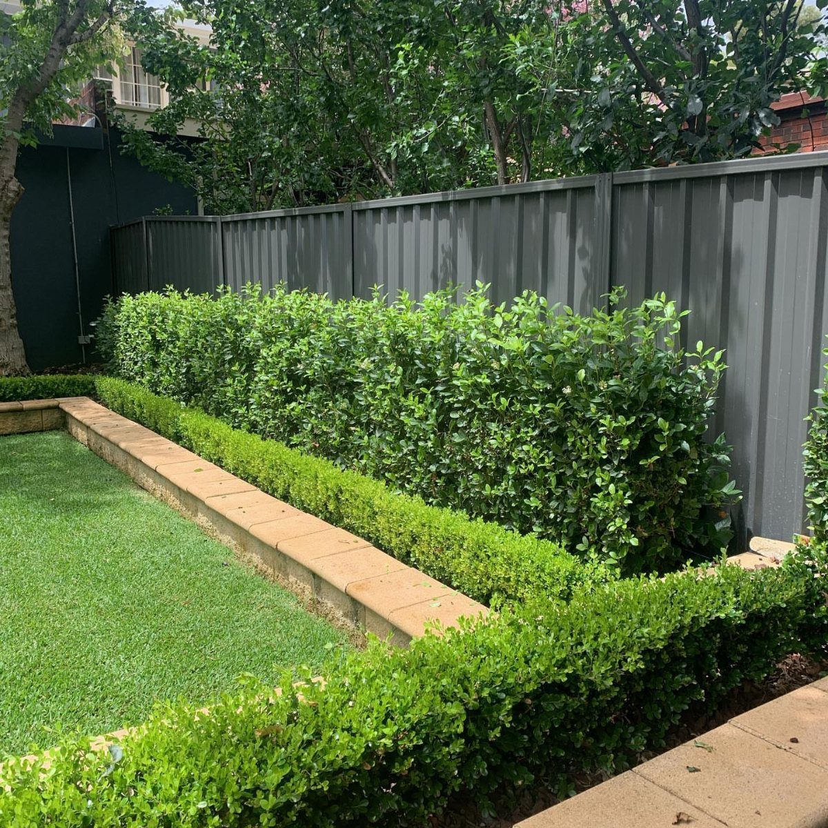 10 Backyard Fence Landscaping Ideas for Beautiful Borders 6 Manicured green hedge along a grey metal fence with a stone retaining wall.
