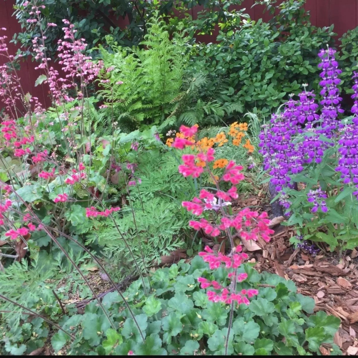 Colorful garden bed with purple, pink, and orange flowers and green ferns.