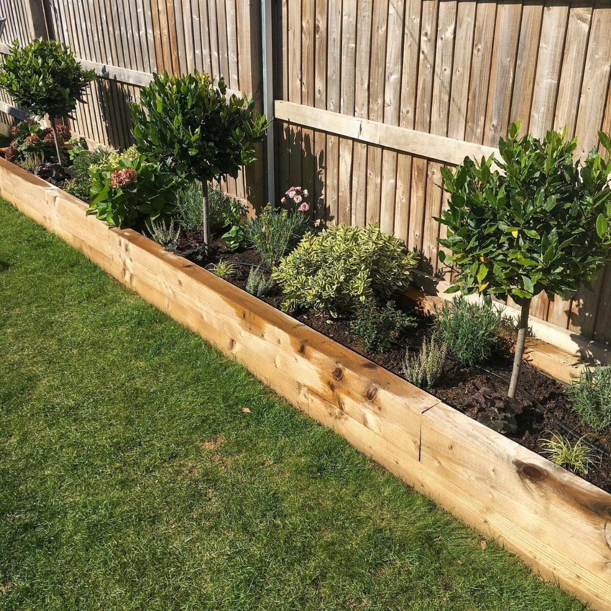 Raised wooden garden bed with small trees and shrubs along a fence