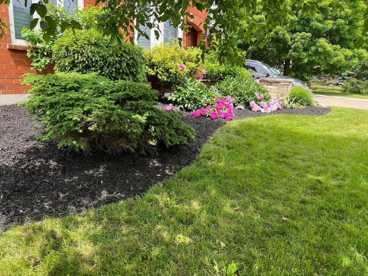 Garden bed with dark black mulch, green shrubs, and pink flowers beside a lawn.