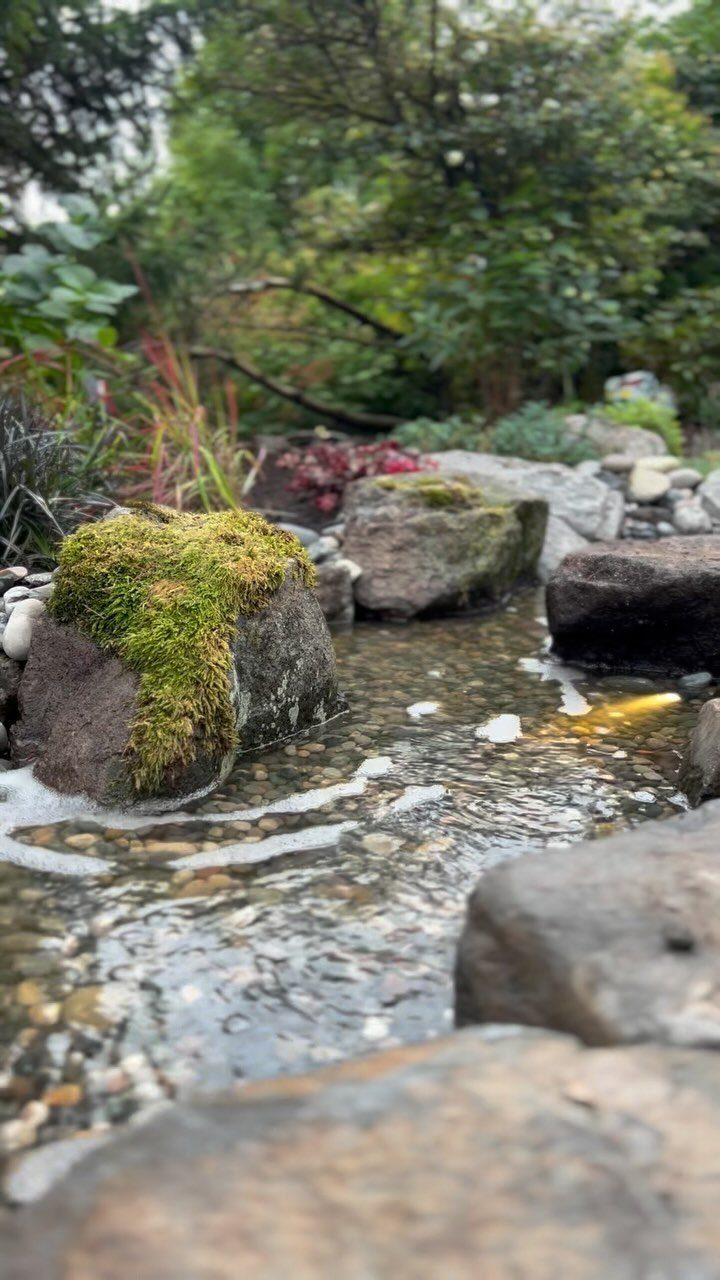 Small flowing stream with mossy rocks and pebbles in a lush garden setting.