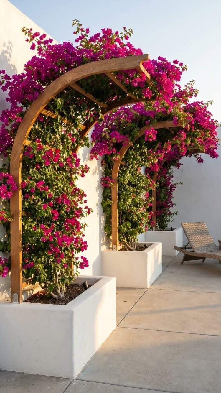 14 Cheap Garden Makeover Ideas to Refresh Your Yard 8 White rectangular planters with pink bougainvillea climbing curved wooden trellises along a wall.