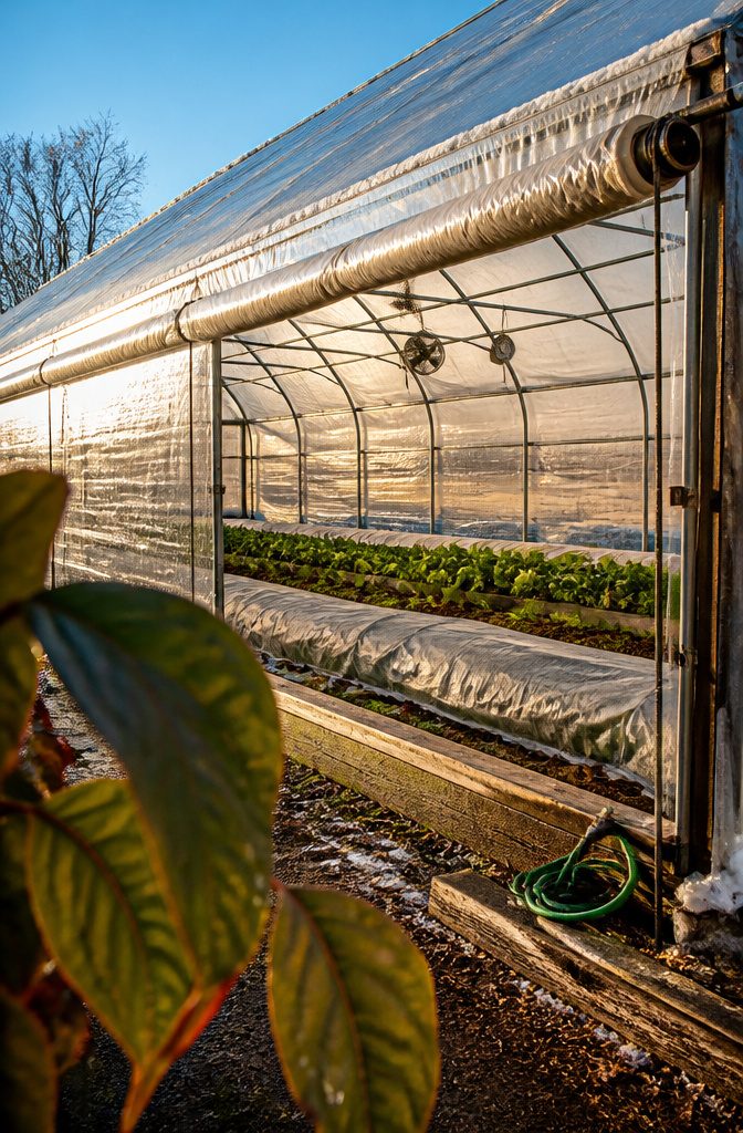 Greenhouse with open roll-up side and covered rows of greens