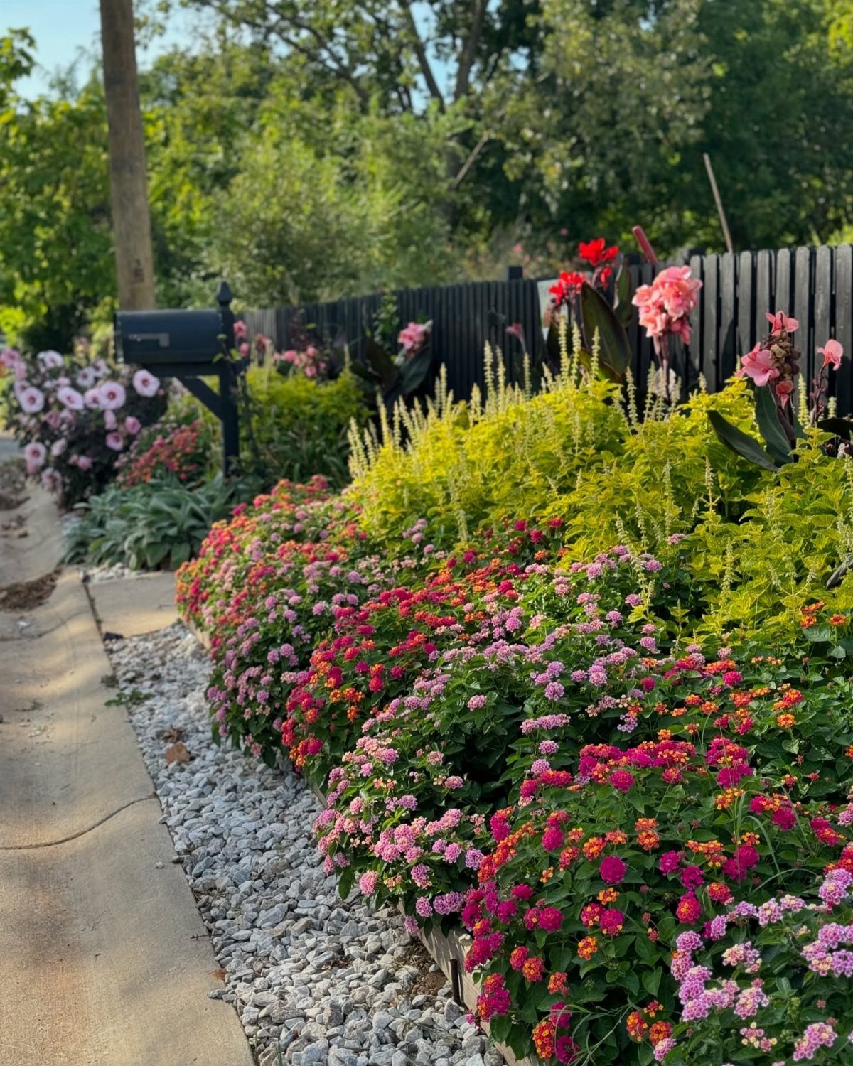 Colorful flowering plants and yellow shrubs in a garden bed along a sidewalk.