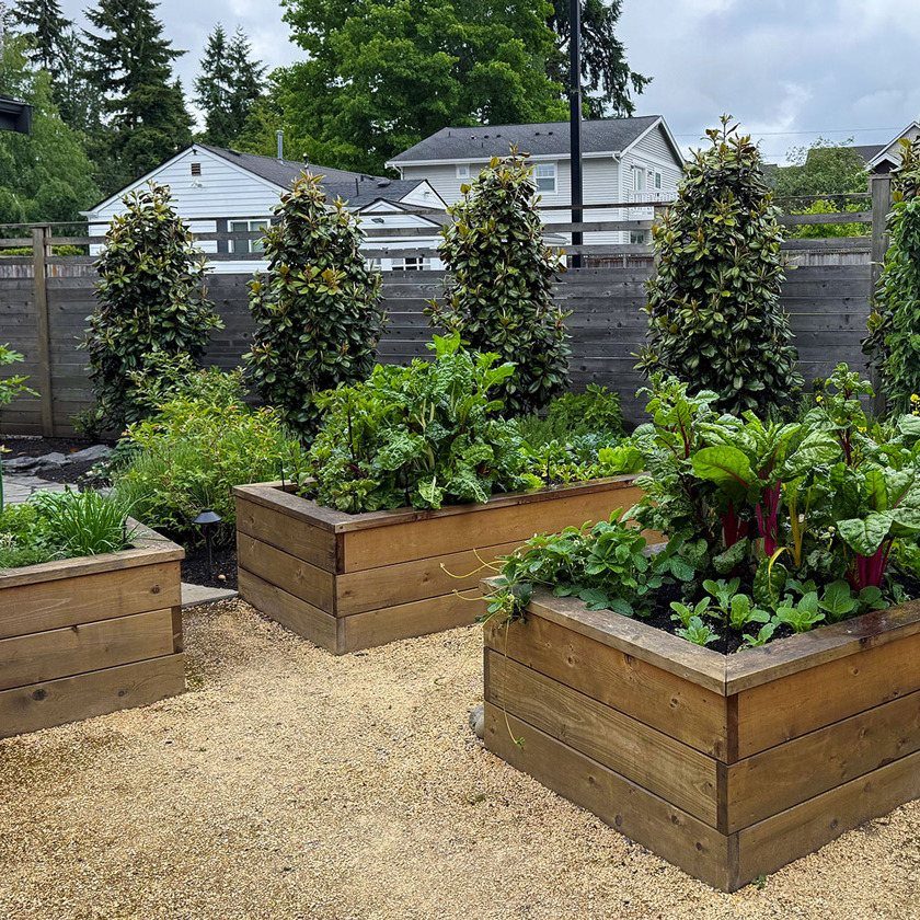 Wooden raised garden beds filled with leafy vegetables in a residential yard.