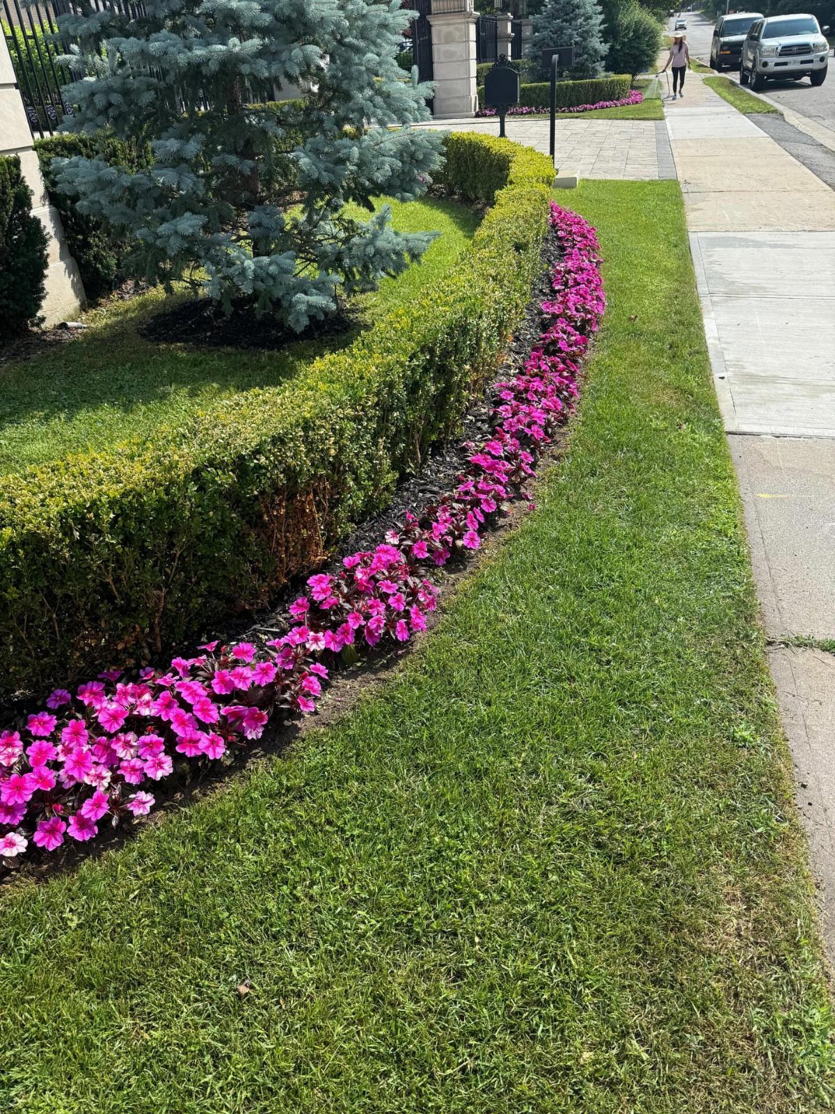 Curved garden bed with green hedges and pink flowers bordering a green lawn.