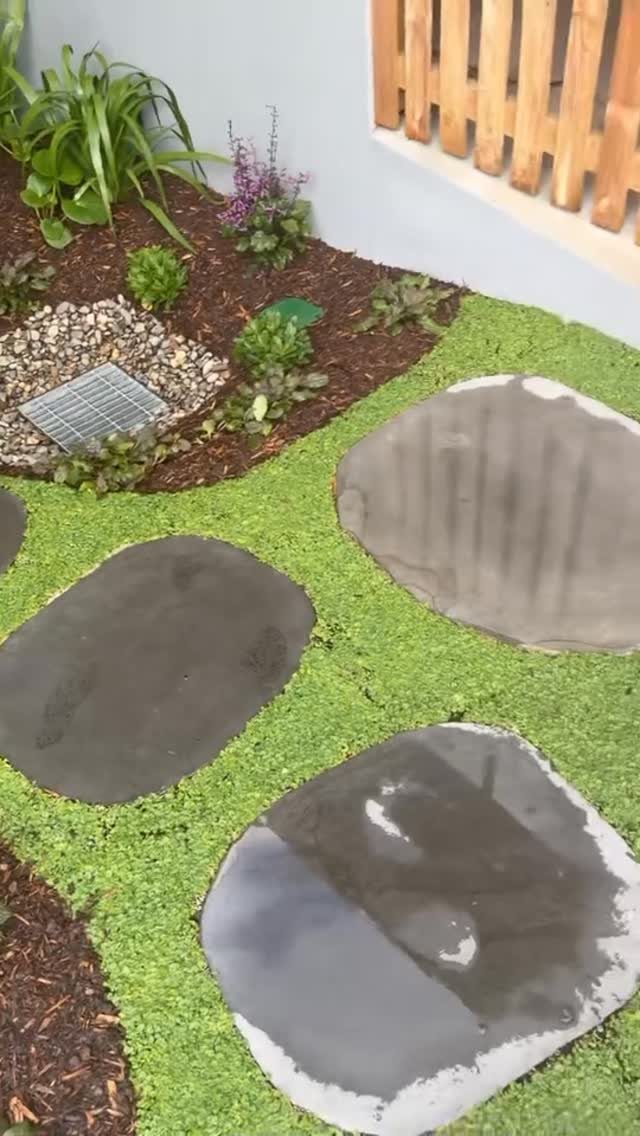 Low-growing green ground cover plants surrounding grey stepping stones in a garden.