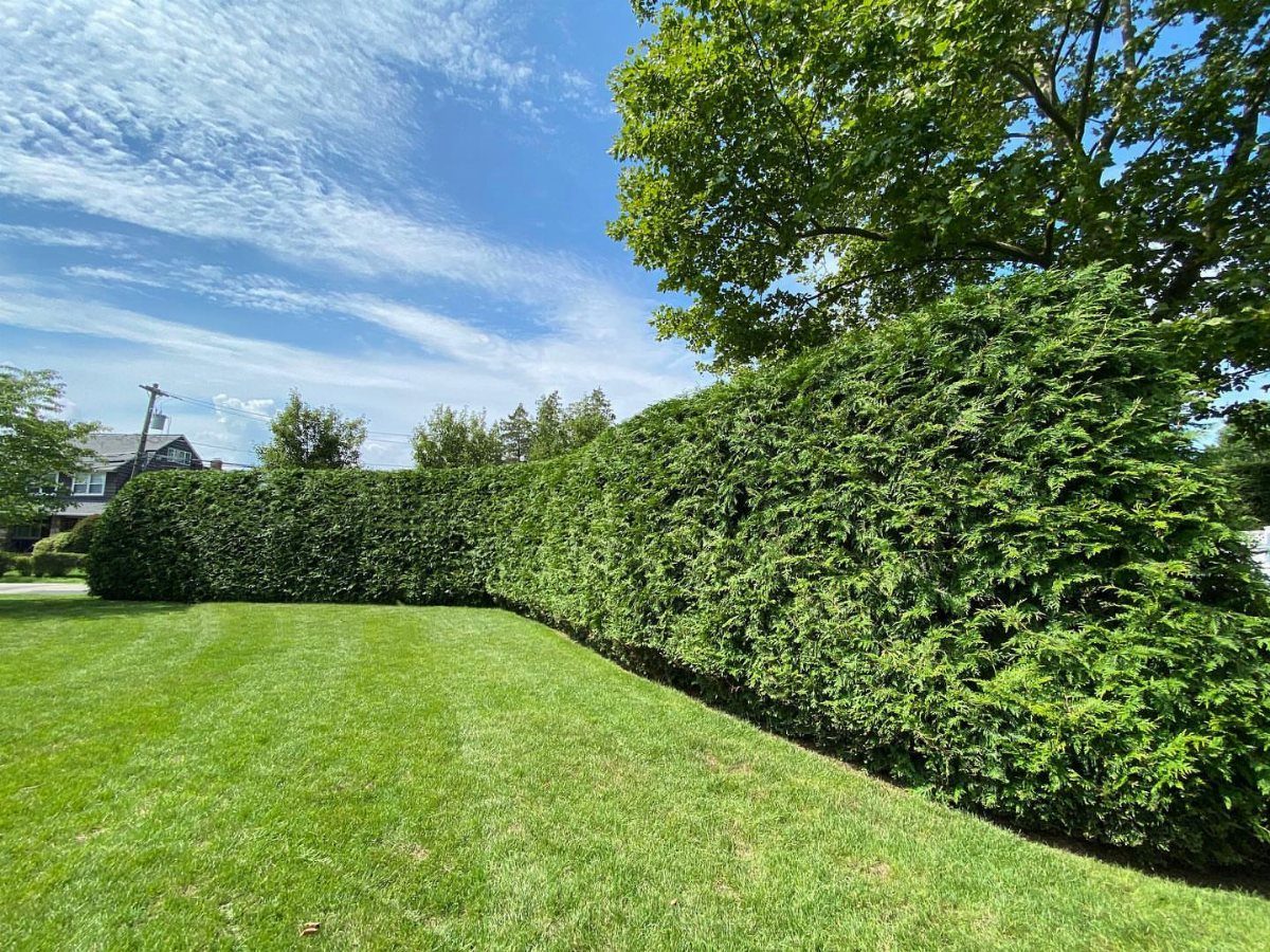 Neatly trimmed green hedge bordering a lush green lawn under a blue sky.