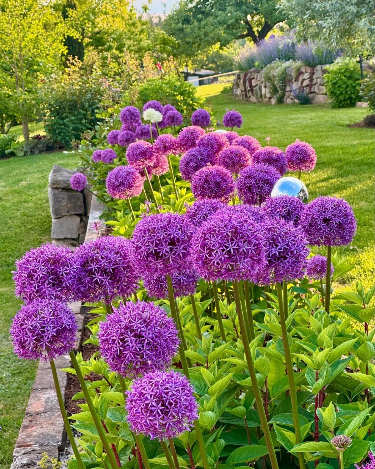Purple globe-shaped allium flowers growing in a lush garden bed by a stone wall.