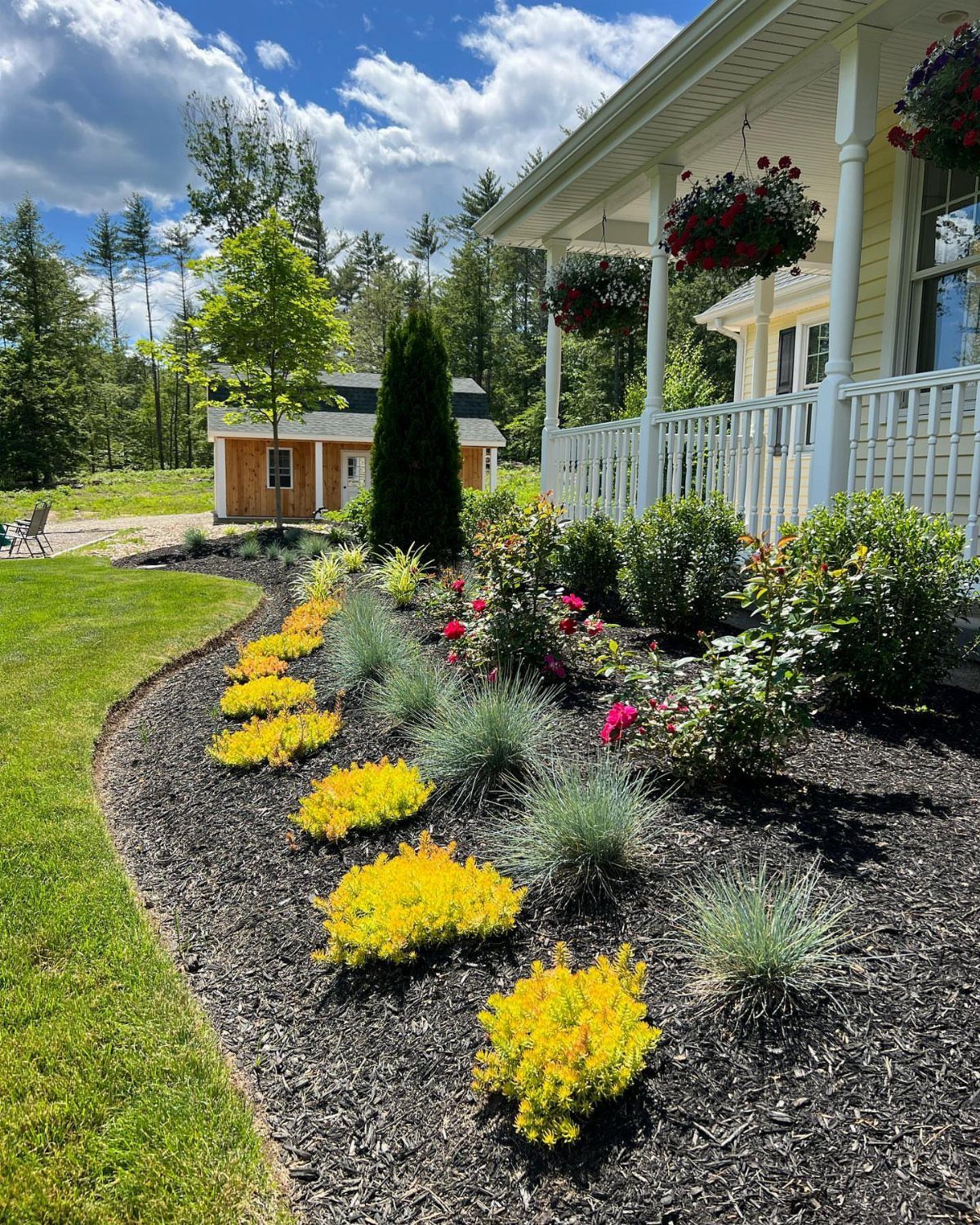 Curved garden bed with yellow shrubs and red flowers along a white porch.