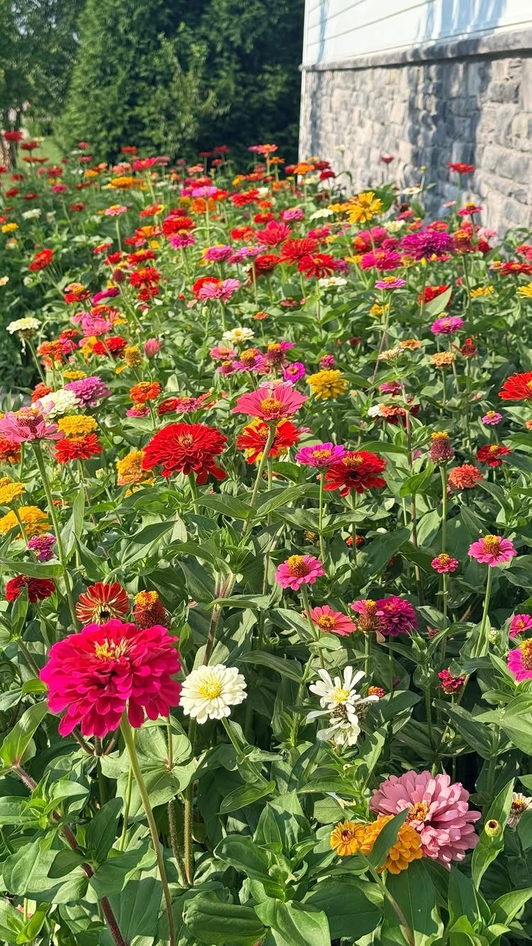 Colorful zinnia flowers in red, pink, and yellow blooming in a garden bed.