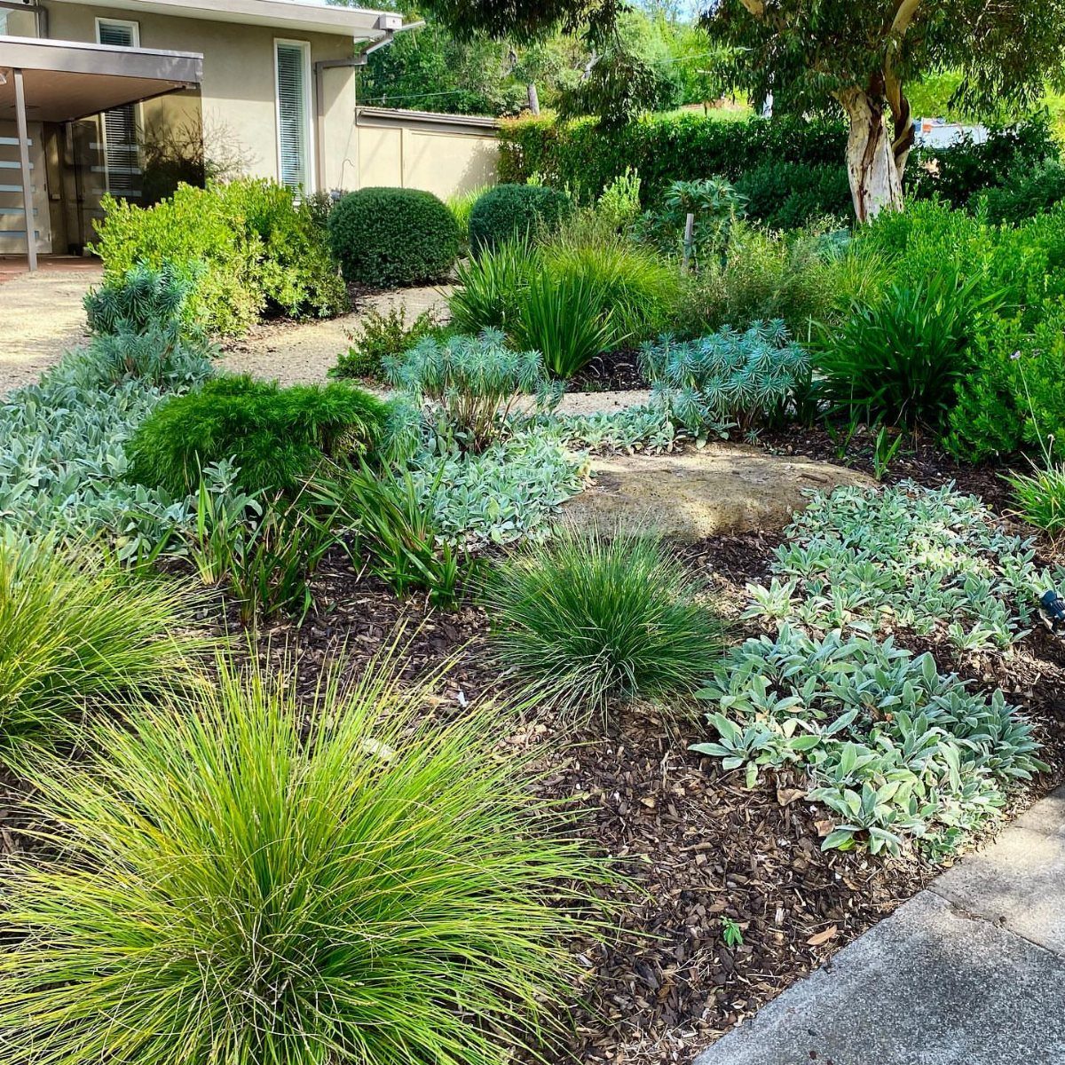 Lush garden with drought-tolerant plants and ornamental grasses in dark brown mulch.