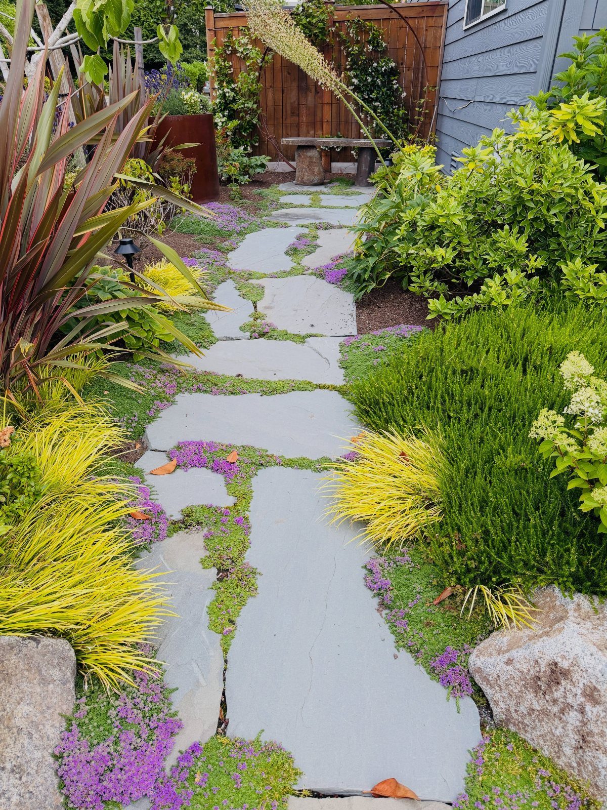 Grey flagstone garden path with purple and green ground cover plants filling the gaps.