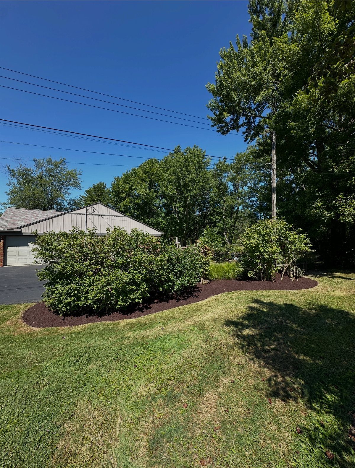 Green lawn with dark brown mulched garden beds and large green shrubs.