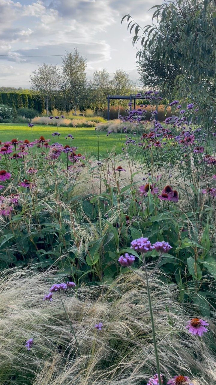 Purple and pink perennial flowers mixed with ornamental grasses in a garden.