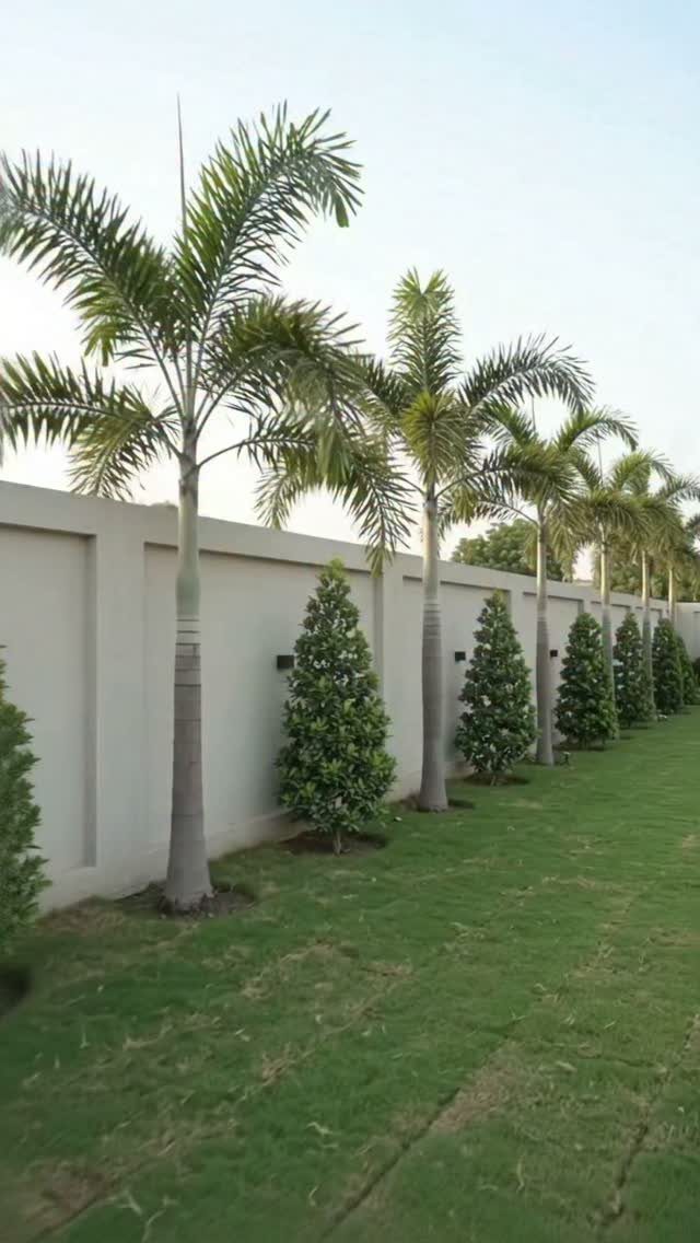 Palm trees and conical shrubs planted in a row along a white wall.