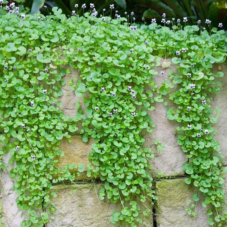 Green trailing edible groundcover with purple flowers growing over a stone wall