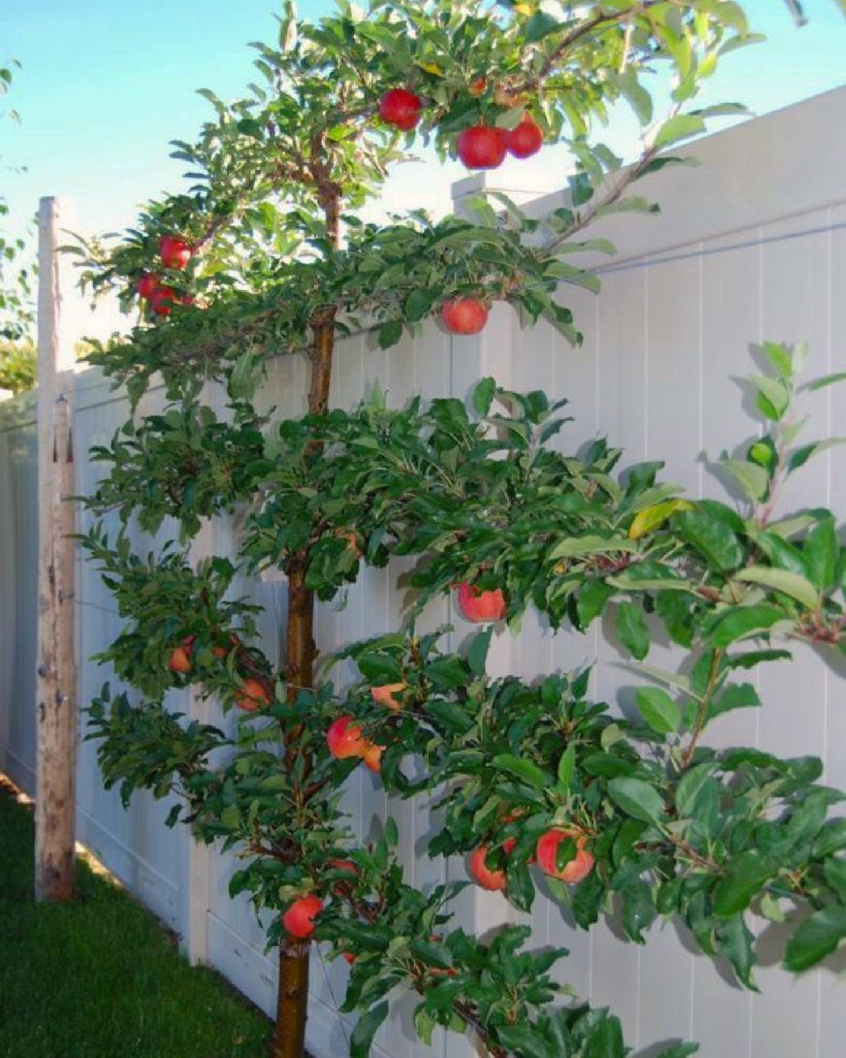 Espalier apple tree with red fruit growing flat against a white wooden fence.