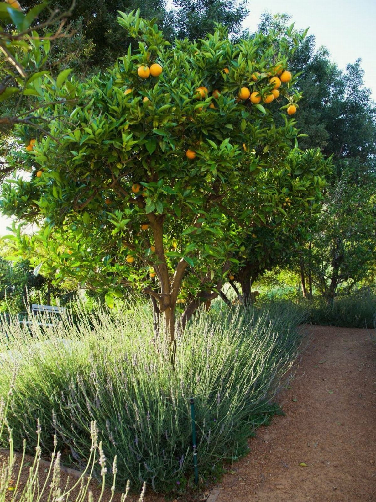 Orange tree with ripe fruit growing above a bed of lavender by a path.