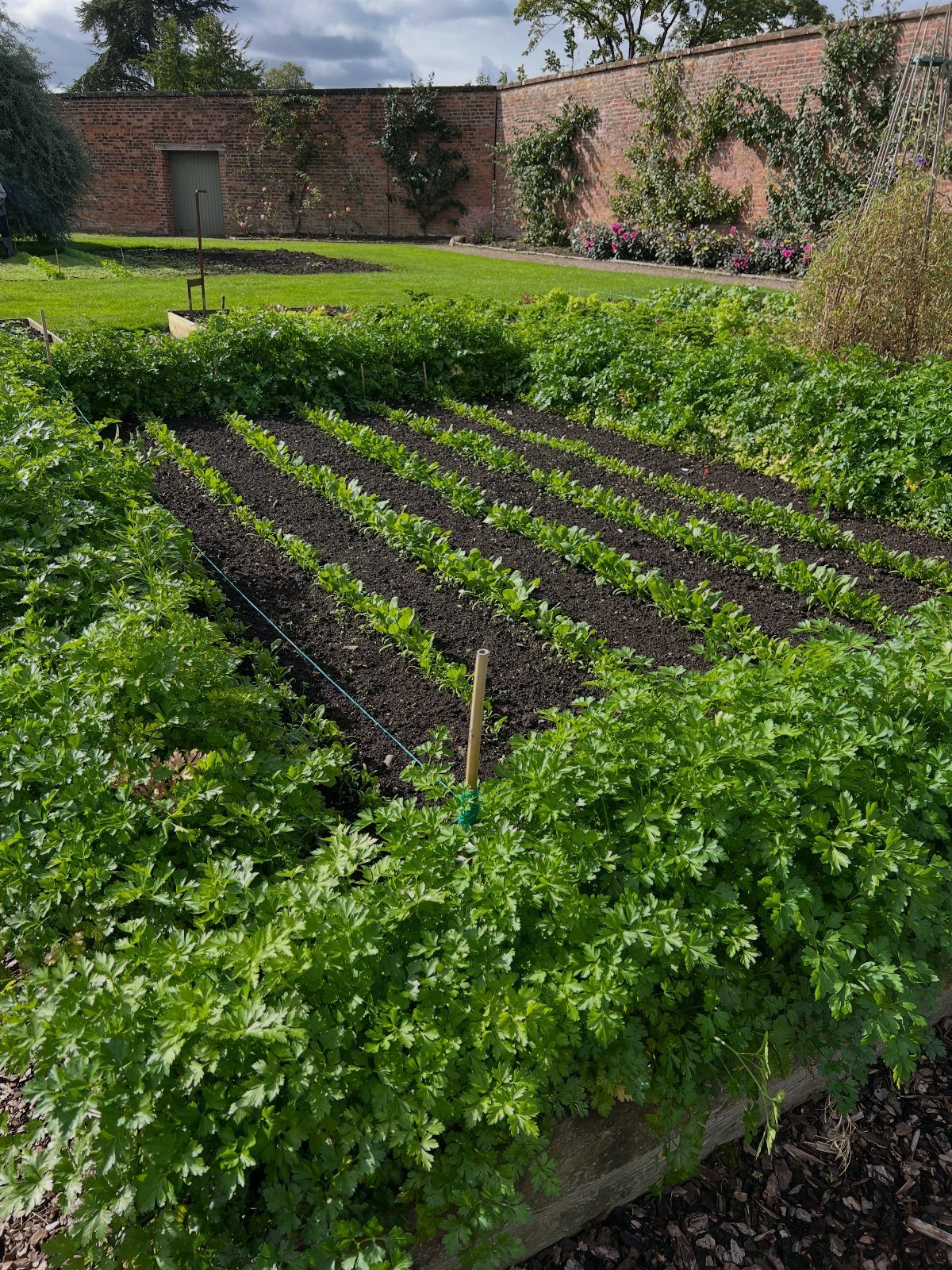 Vegetable garden bed with rows of seedlings bordered by a lush parsley edge.
