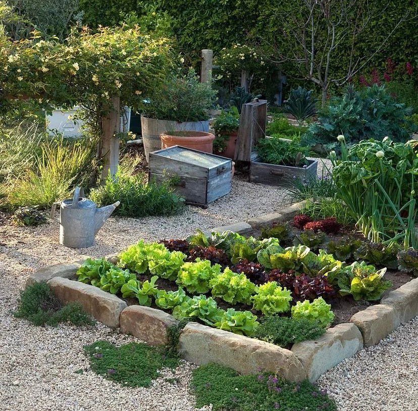 Raised stone garden bed with rows of green and purple lettuce in a gravel yard.