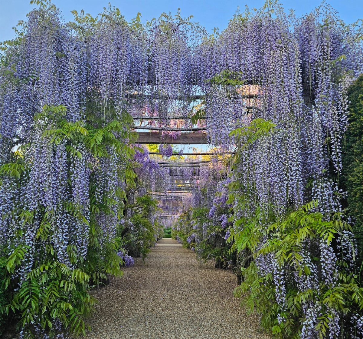 Gravel path under a canopy of blooming purple wisteria flowers in a garden.