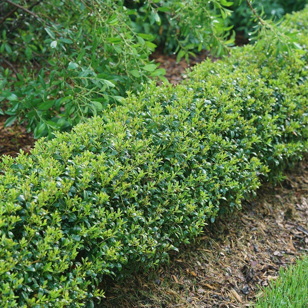 English Garden Design Ideas: 10 Classic Elements to Use 6 Low trimmed green boxwood hedge bordering a brown mulch garden bed