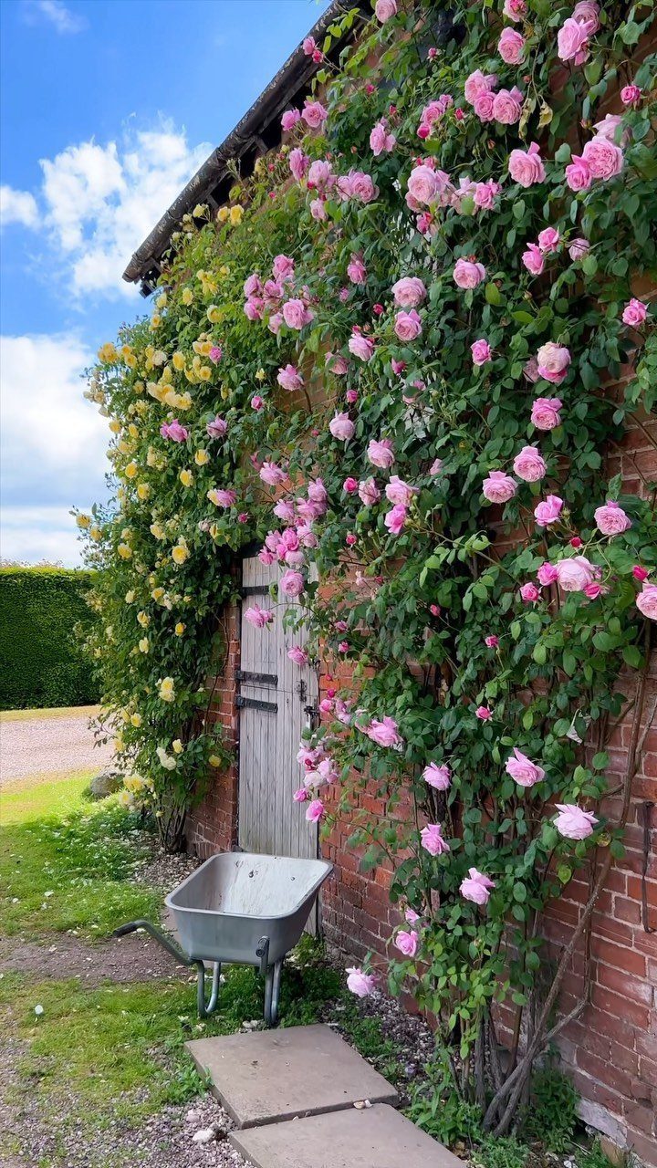 Pink and yellow climbing roses growing against a red brick wall with a wheelbarrow.