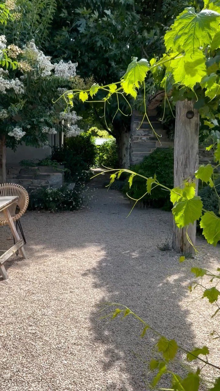 Gravel yard garden with white flowering shrubs and green vines under bright sunlight.