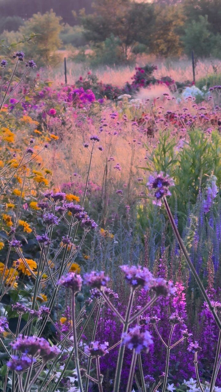 Clusters of purple, yellow, and pink flowers growing in a dense perennial garden.