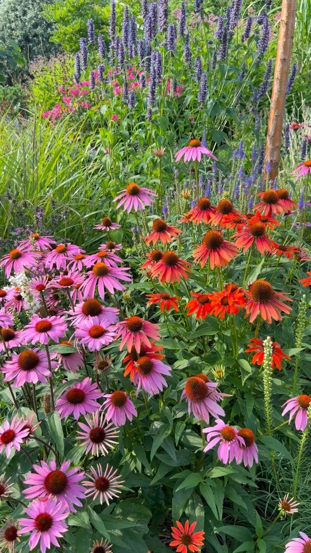 Purple and red coneflowers with purple salvia in a dense, colorful flower garden.