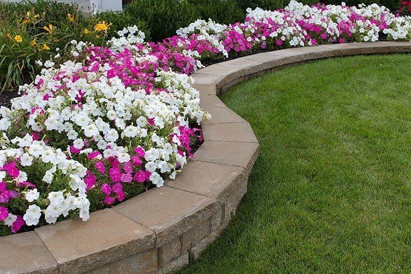 White and pink petunias planted behind a curved tan stone retaining wall next to grass.
