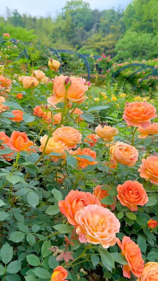 Orange roses blooming in a dense garden bed with green foliage.