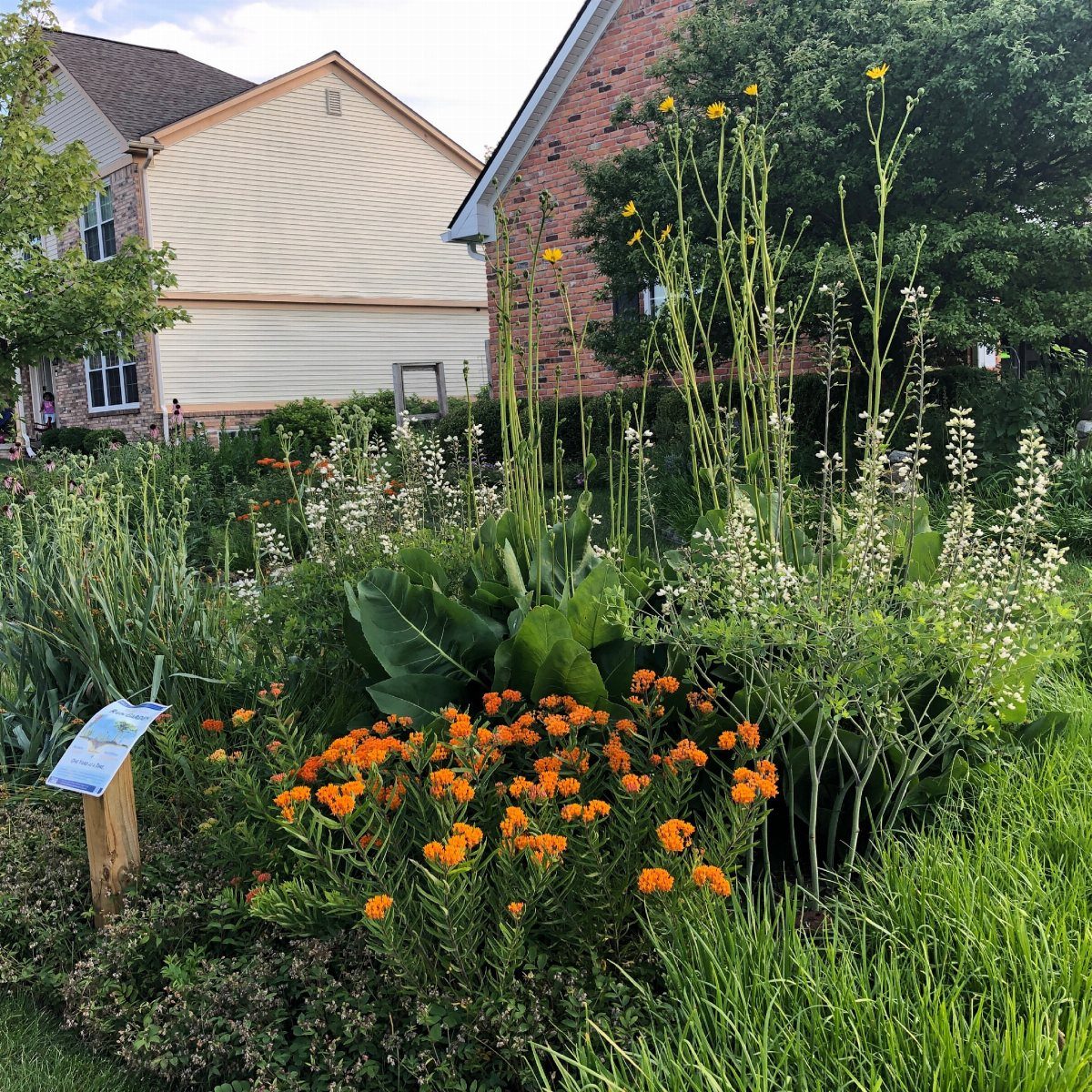 26 Front Garden Ideas for Curb Appeal and Small Yards 8 Lush garden with orange and yellow wildflowers and an informational sign near a house.