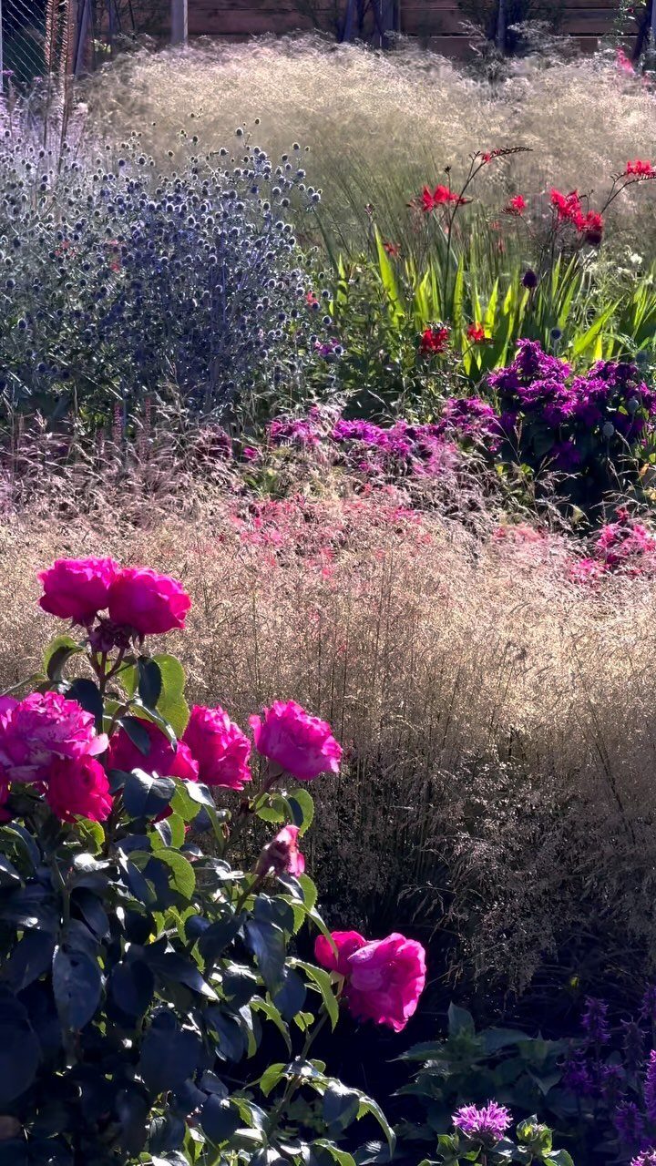 26 Front Garden Ideas for Curb Appeal and Small Yards 9 Pink roses and purple flowers blooming amidst wispy ornamental grasses in a garden.