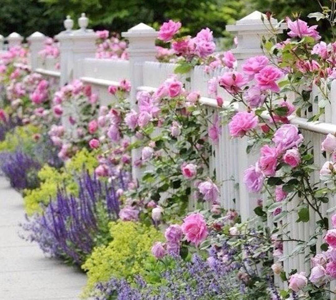 26 Front Garden Ideas for Curb Appeal and Small Yards 22 White picket fence with pink climbing roses and purple flowers in a garden.