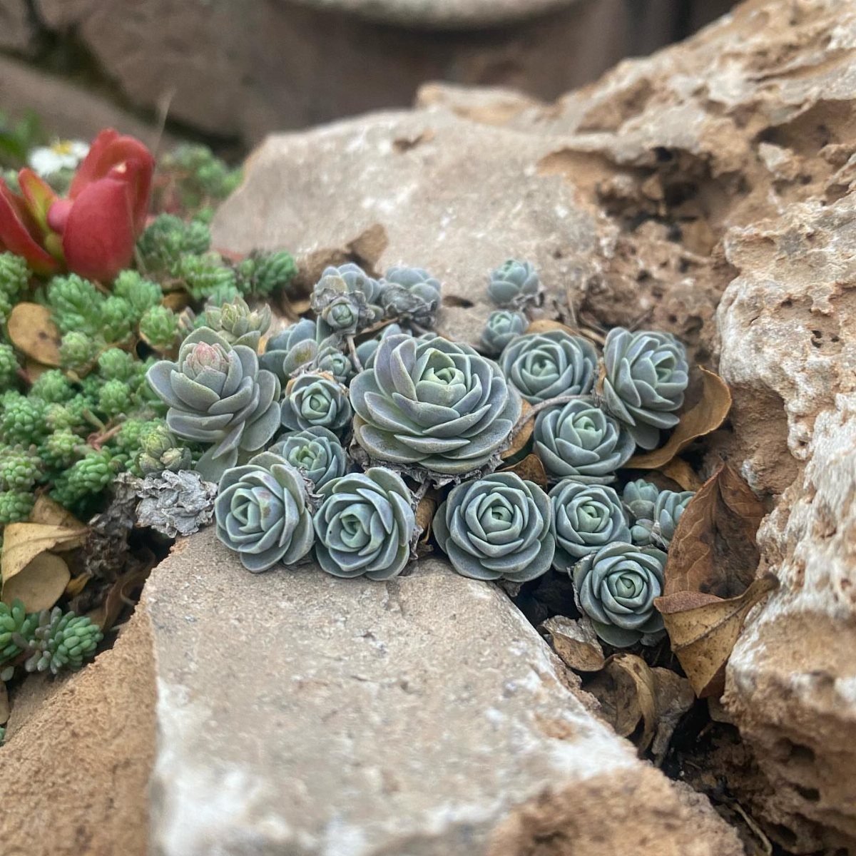 26 Front Garden Ideas for Curb Appeal and Small Yards 6 Blue-grey echeveria succulents growing nestled between light-colored textured garden rocks.