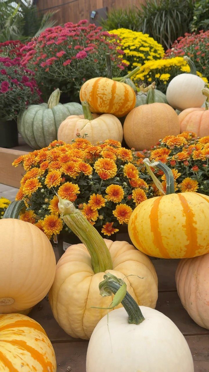 26 Front Garden Ideas for Curb Appeal and Small Yards 14 Pumpkins and colorful chrysanthemums arranged as seasonal autumn decorations in a garden.