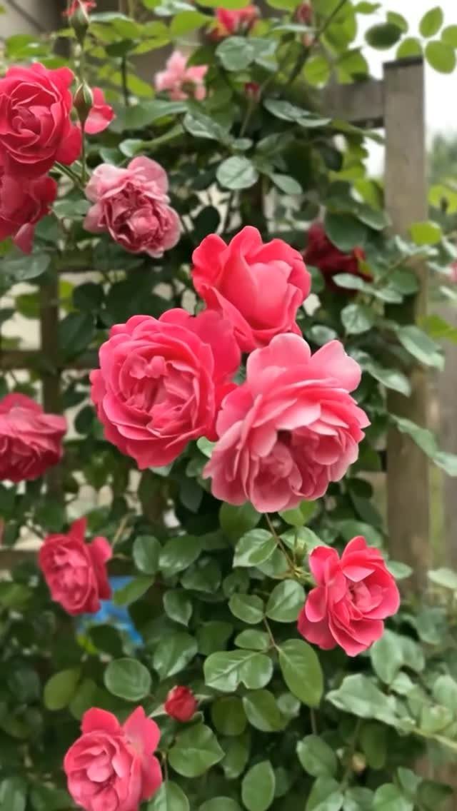 Pink roses climbing a wooden trellis with lush green foliage in a garden.