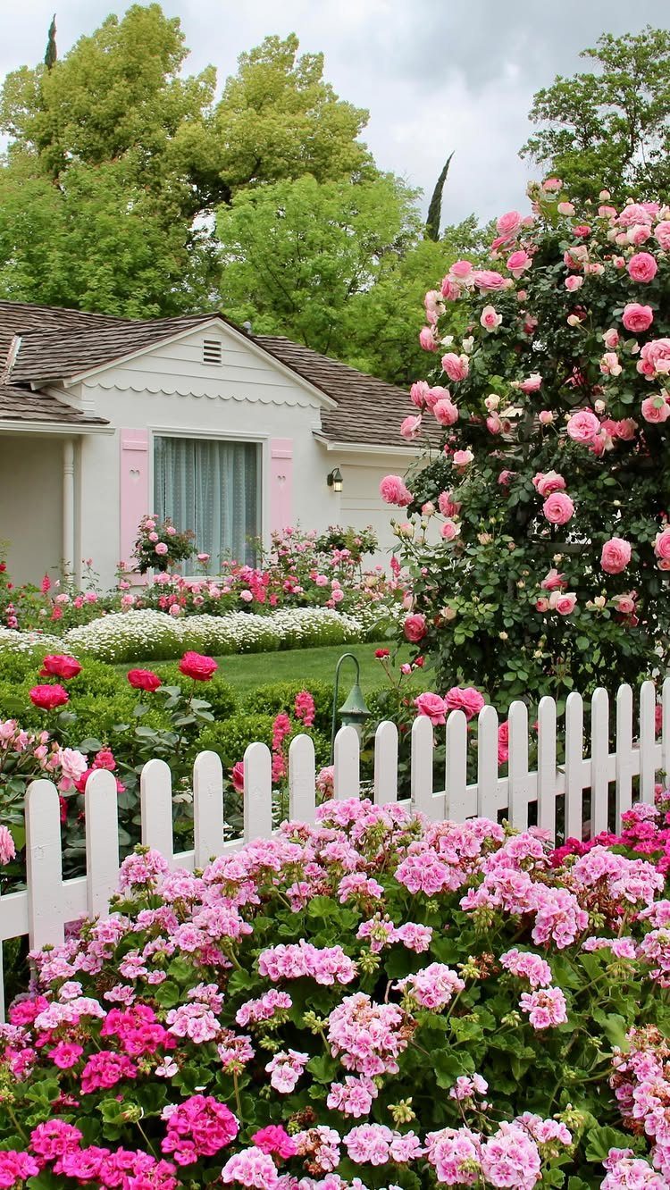 Pink flowers and a white picket fence in front of a white cottage garden