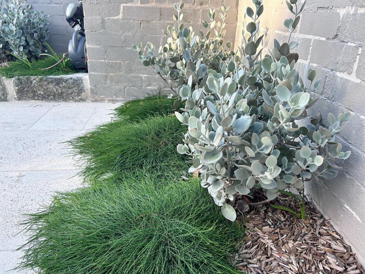 Low-growing green ground cover plants and silver shrubs along a grey brick wall.
