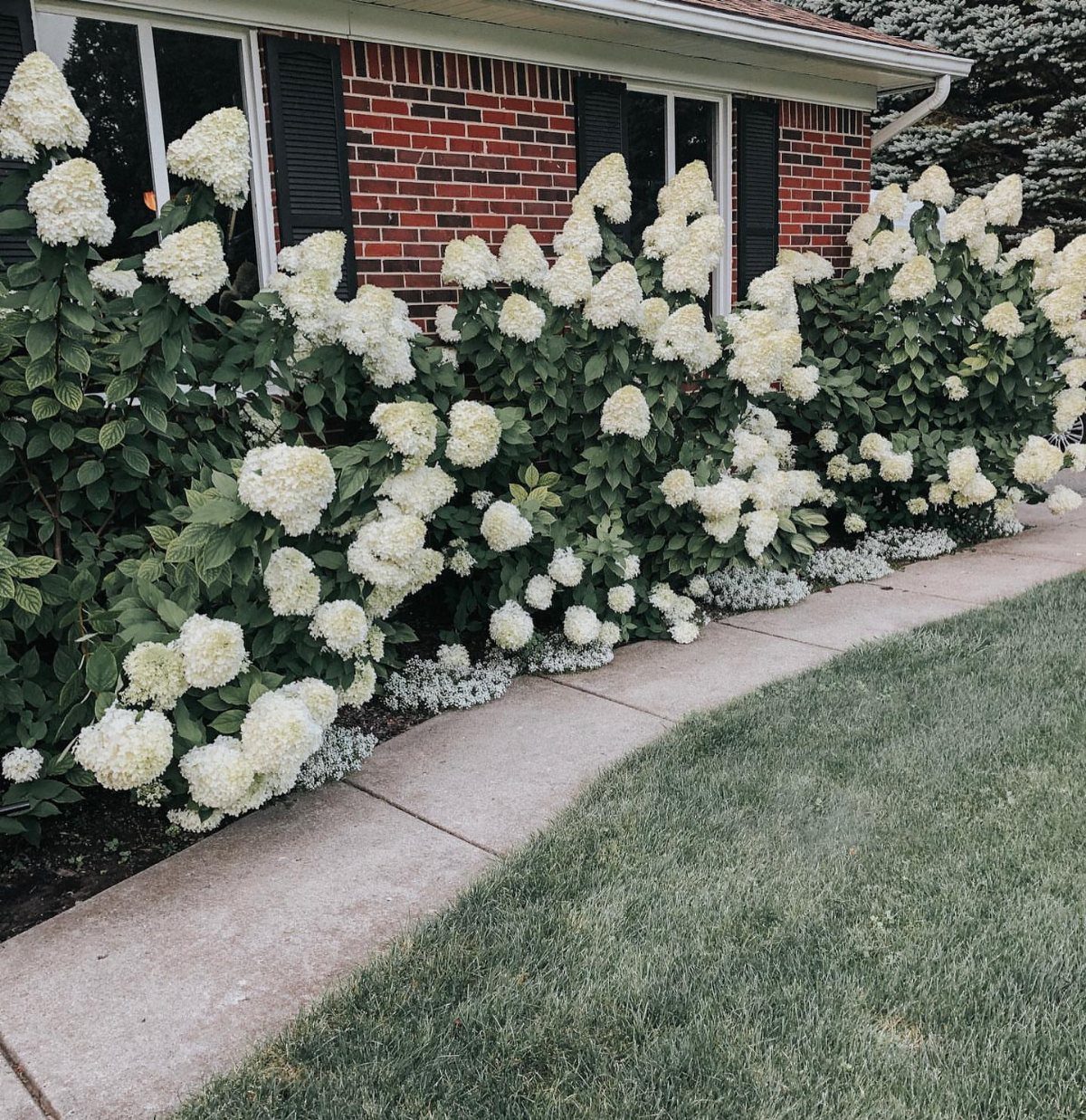 White hydrangea bushes planted in a garden bed along a red brick house.