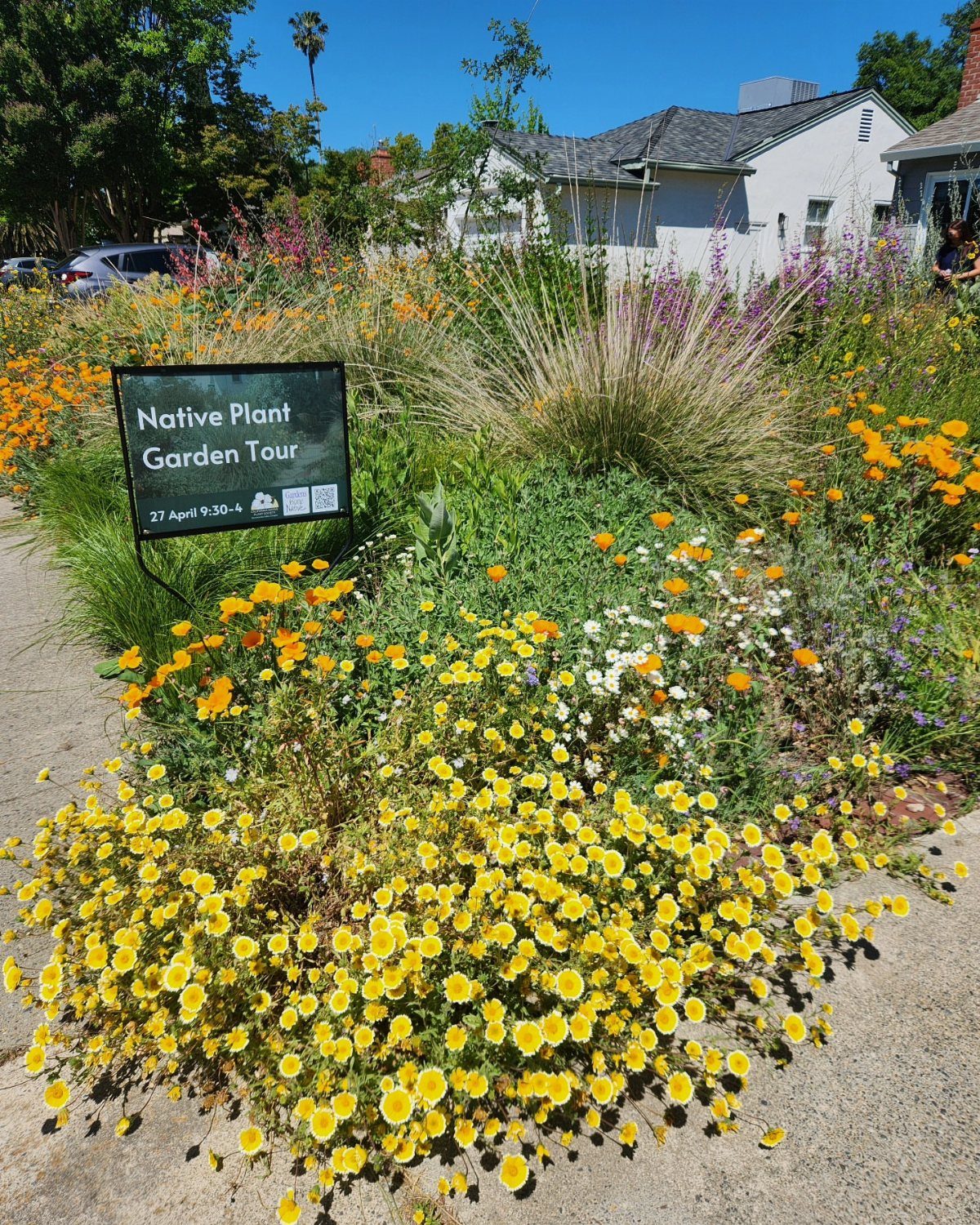 Native plant garden with yellow wildflowers and a garden tour sign in a yard.