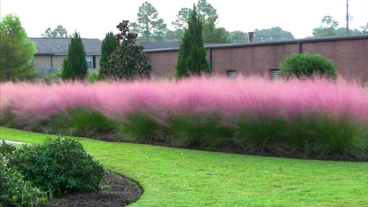 Pink muhly grass with fluffy plumes in a landscaped front yard garden bed.