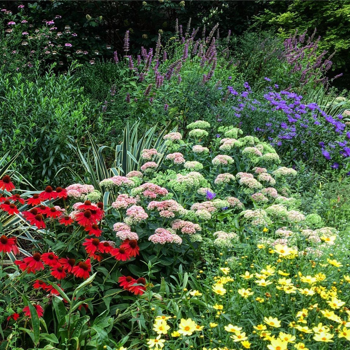 Colorful garden with red, yellow, and pink flowers and purple blooms in background