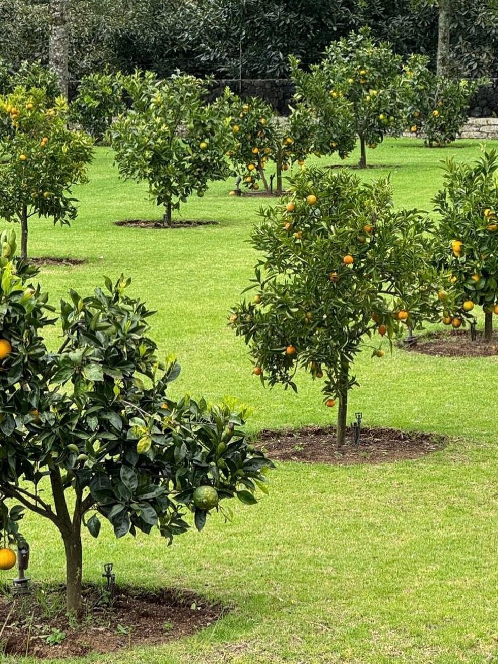 Small citrus trees with orange fruit planted in a green grassy garden lawn
