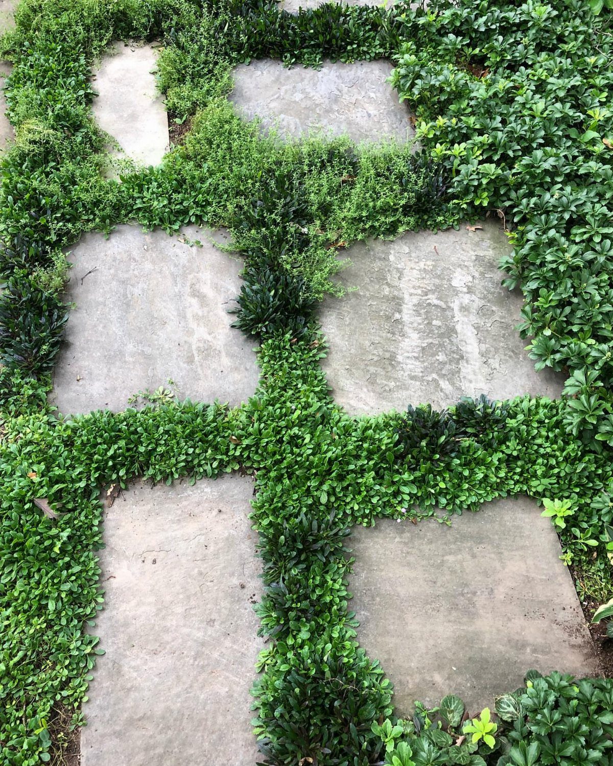 Stone paver garden path with green groundcover plants growing between the grey slabs.