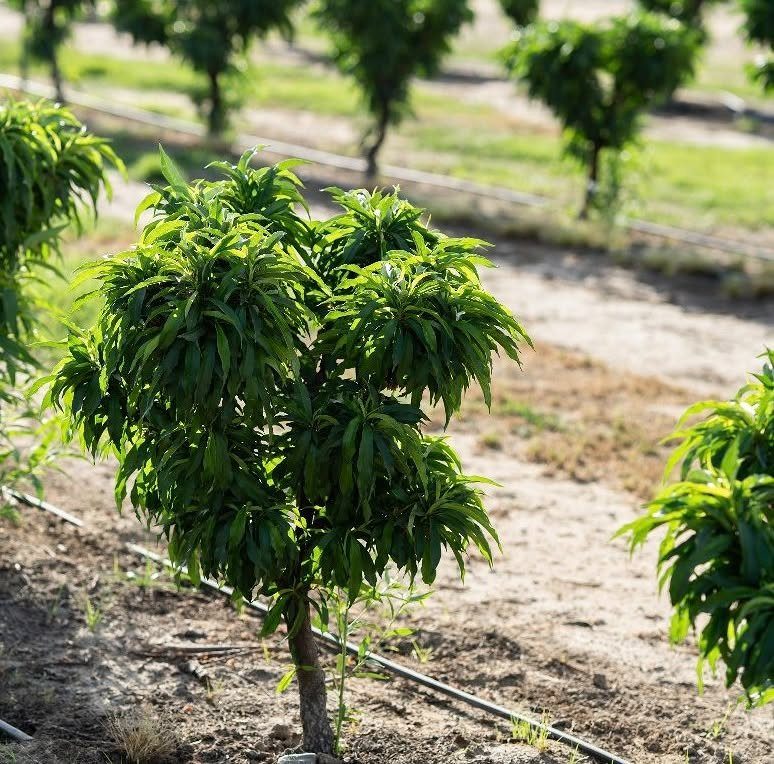Young green fruit tree planted in a row with drip irrigation in an orchard.