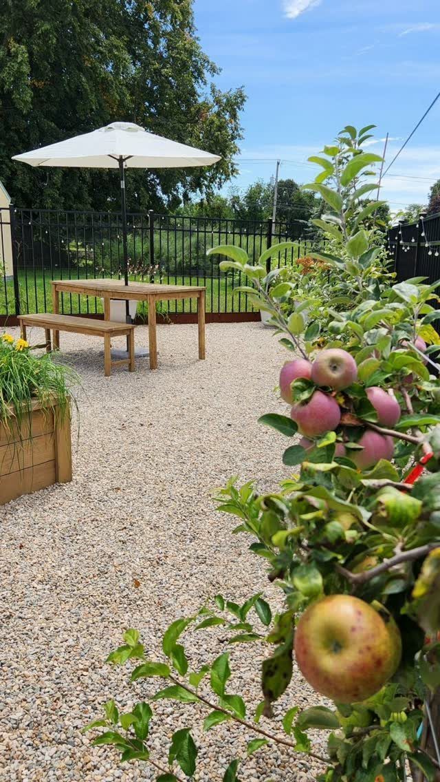 Apple tree with red fruit beside a gravel patio with wooden furniture and umbrella.